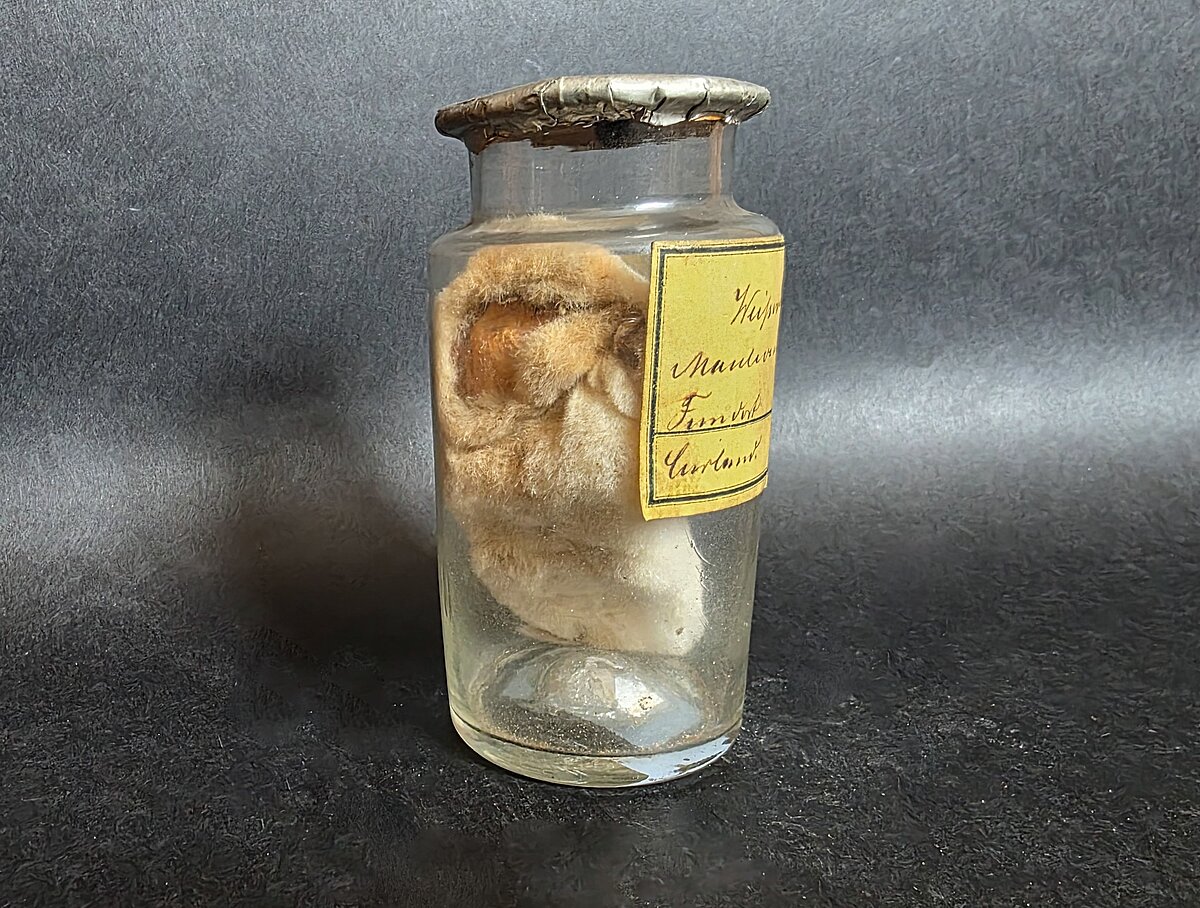 Eiropas kurmja ādiņa (Talpa europaea), Latvija, Kurzeme, 1861. gads, albīns. Foto: LU Muzeja krājums Eiropas kurmja ādiņa (Talpa europaea), Latvija, Kurzeme, 1861. gads, albīns. Foto: LU Muzeja krājums