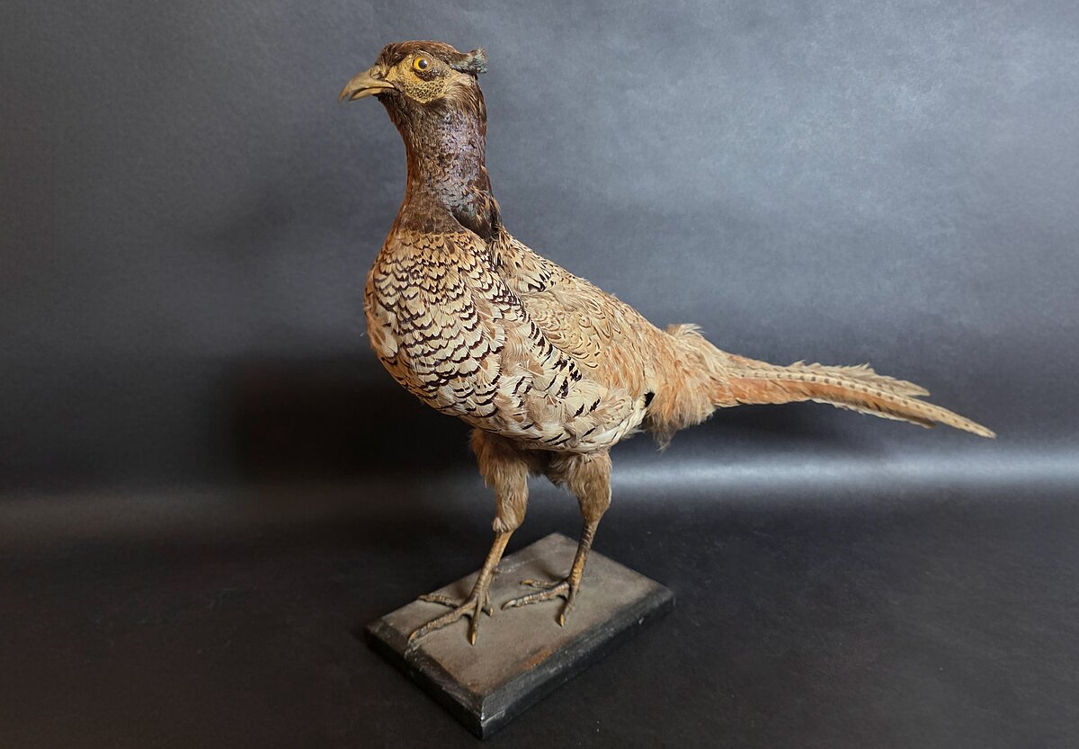 Parastais fazāns (Phasianus colchicus), Latvija, Jelgava, 1898. gads, ar leikismu. Foto: LU Muzeja krājums Parastais fazāns (Phasianus colchicus), Latvija, Jelgava, 1898. gads, ar leikismu. Foto: LU Muzeja krājums
