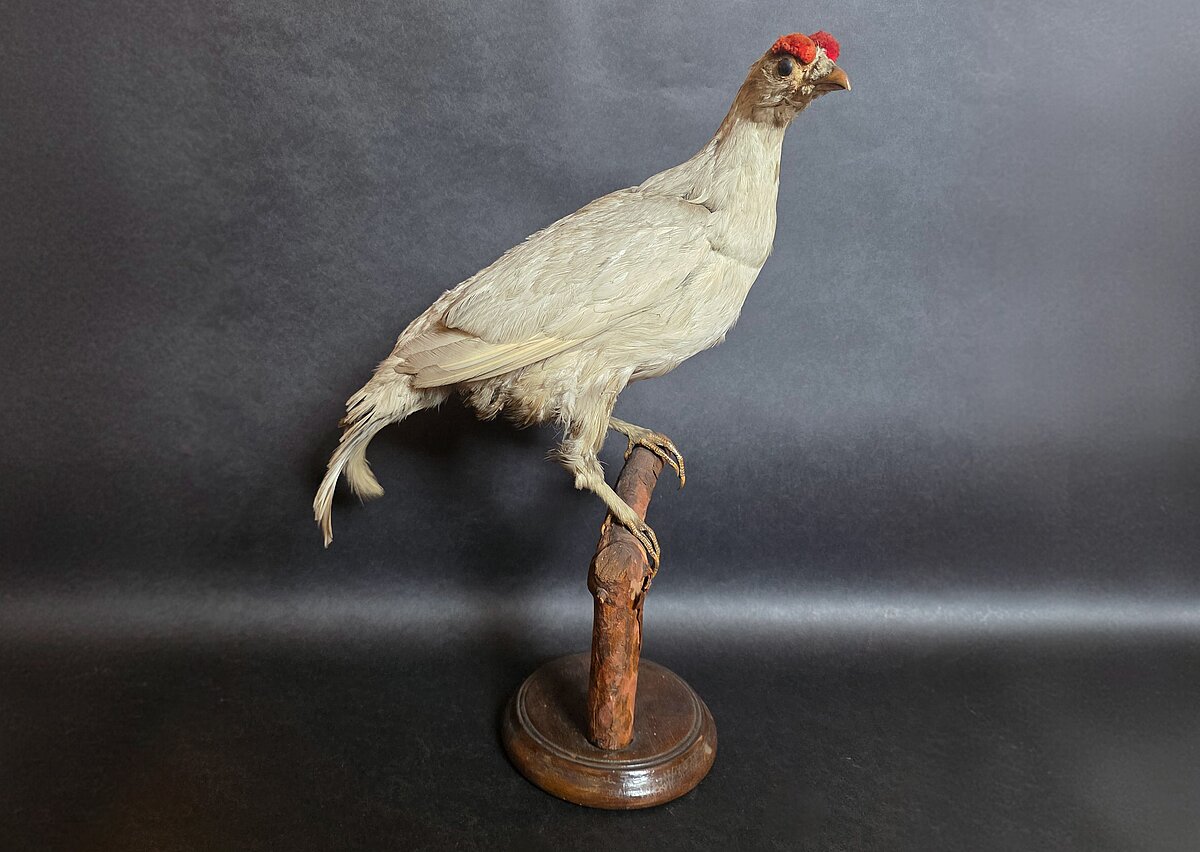 Rubenis (Tetrao tetrix), No Kurzems provinces muzeja, 1879, gads, albīns. Foto: LU Muzeja krājums Rubenis (Tetrao tetrix), No Kurzems provinces muzeja, 1879, gads, albīns. Foto: LU Muzeja krājums